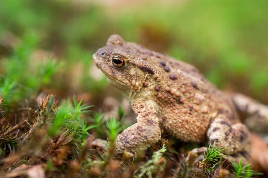 WWF Verdensnaturfonden logo